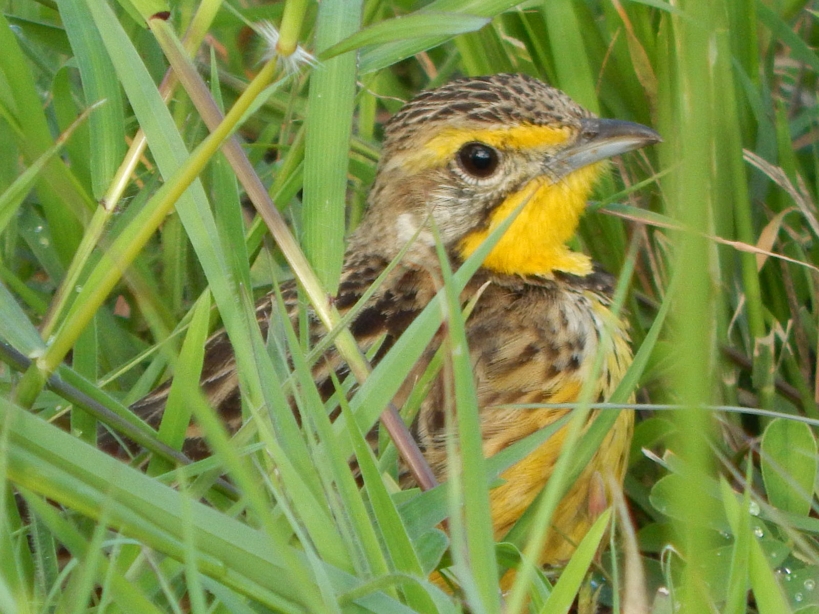 Coastal Kenya Birding Tour