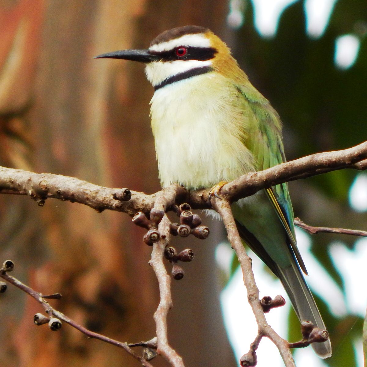 Coastal Kenya Birding Tour