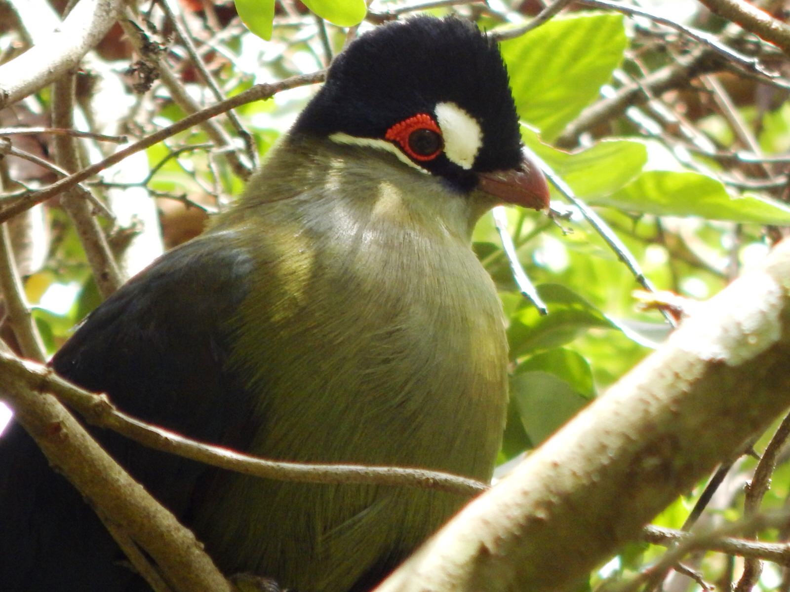 Tanzania Birding Safari