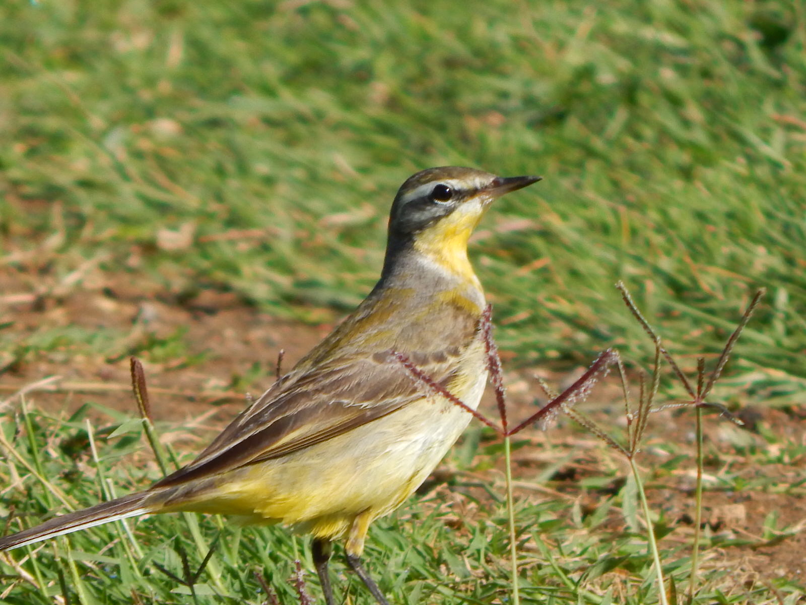 Tanzania Birding Safari