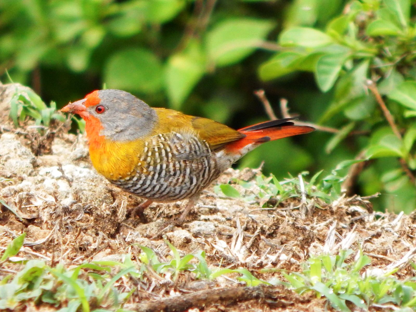 Western Kenya Birding Tour
