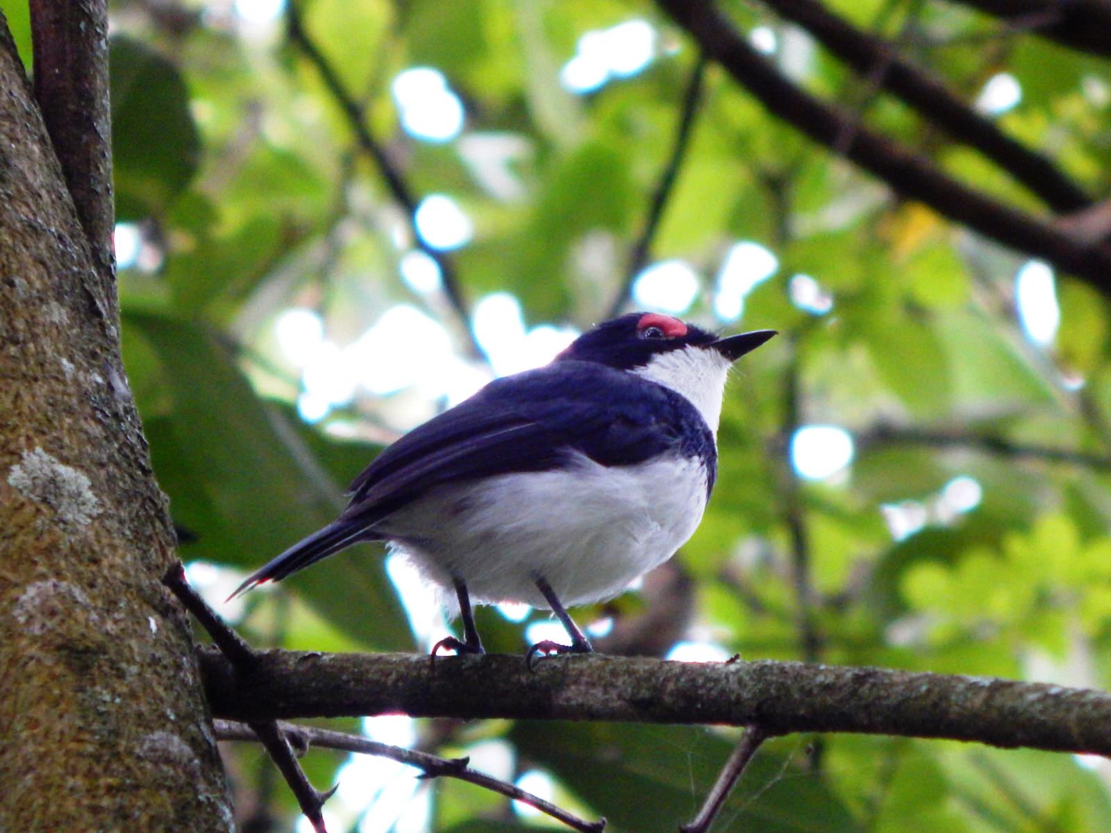 Western Kenya Birding Tour
