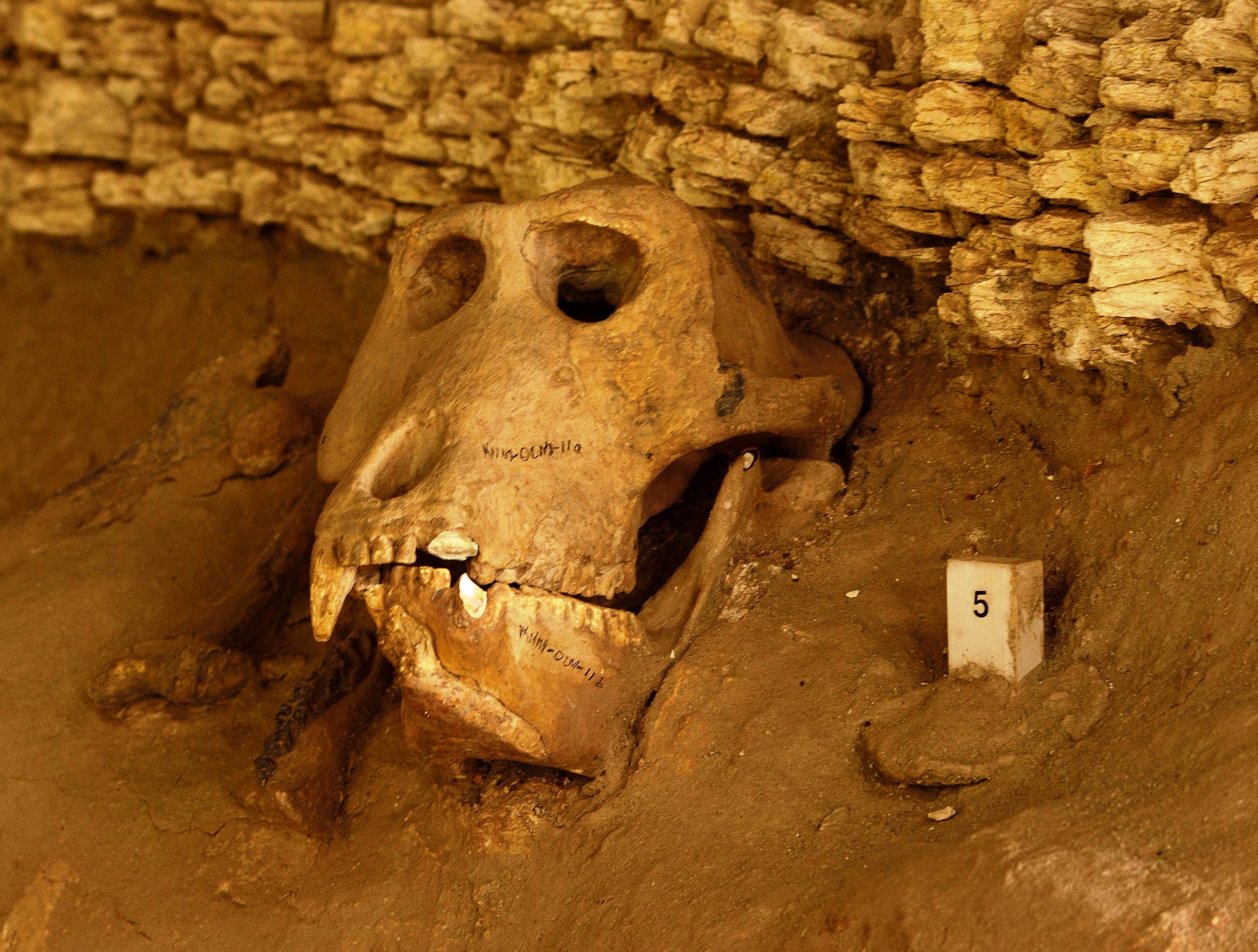 Olorgesailie Pre-Historic Site and Lake Magadi Tour