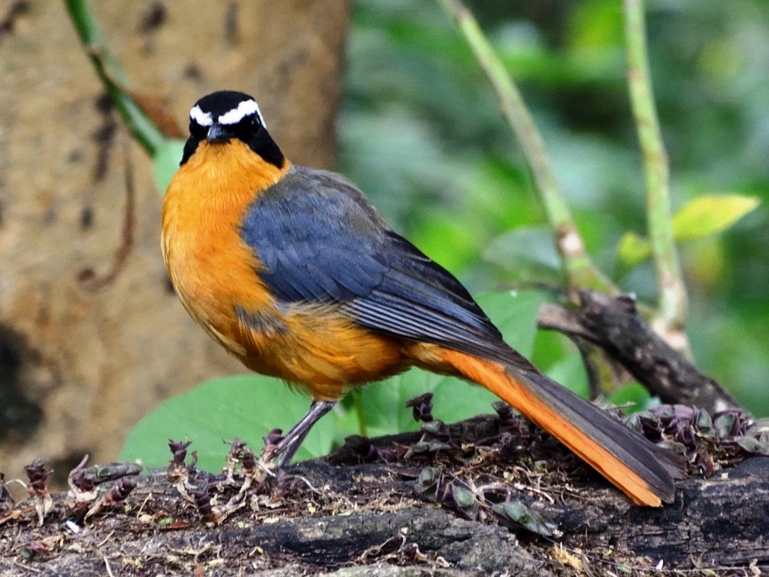 Usambara Endemics Birding Tour