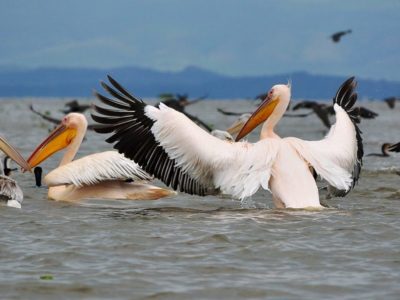 Western Kenya Birding Tour