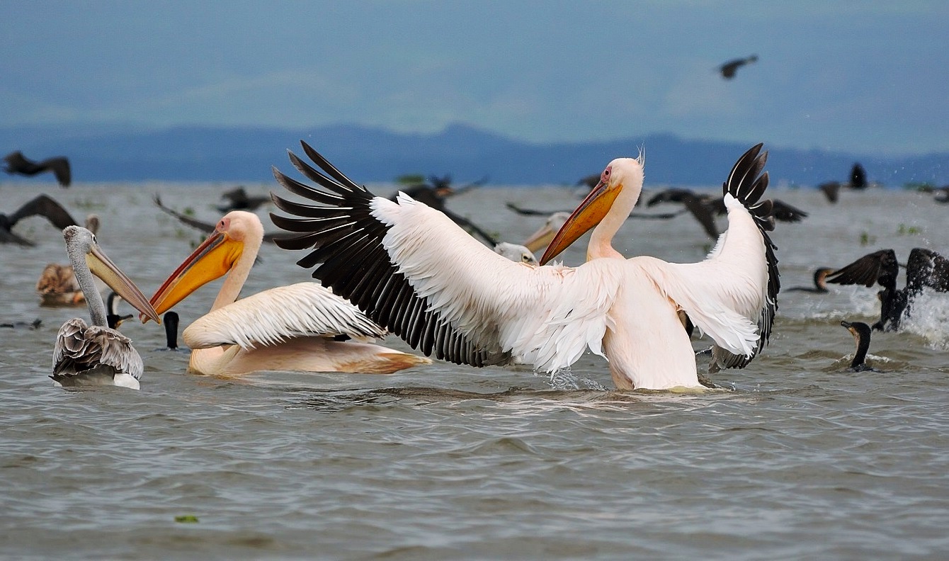 Western Kenya Birding Tour