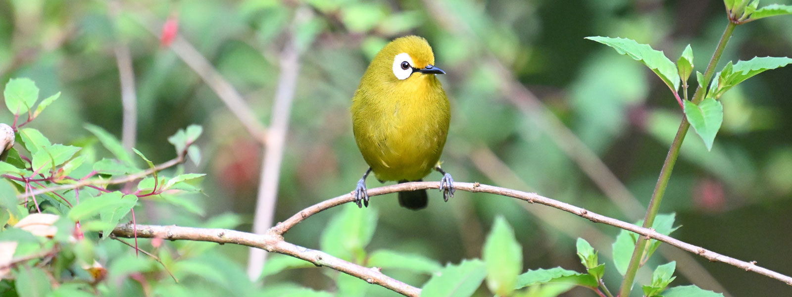 Tanzania Birding Safari
