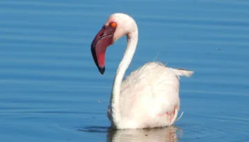 flamingo lake nakuru
