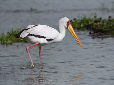 Lake Naivasha Birding Tour