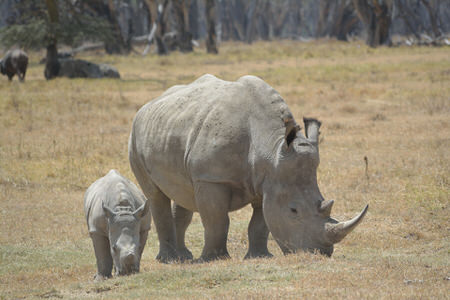 Lake Nakuru National Park Birding Tour