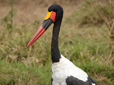 lake-nakuru-stork_1