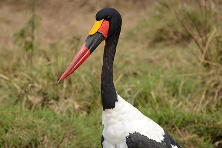 Lake Nakuru National Park Birding Tour