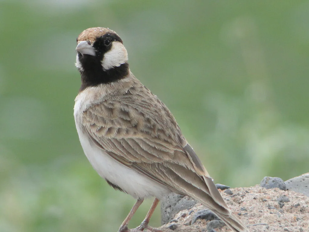 Kenya Birding Tour