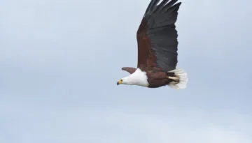 main fish eagle