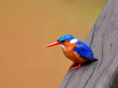 main tz birding safari Karura Forest Birding Tour