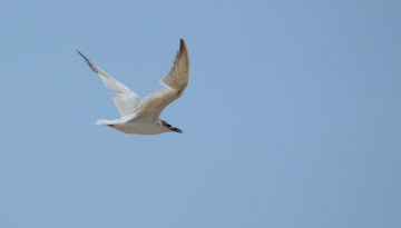 Pemba Island Endemics Birding Tour
