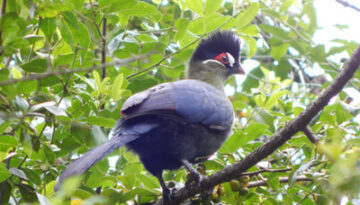 Usambara Endemics Birding Tour