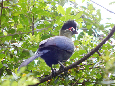 Usambara Endemics Birding Tour