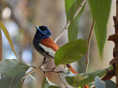 NGONG ROAD FOREST BIRDING TOUR