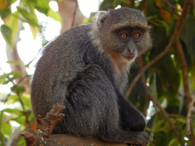 NGONG ROAD FOREST BIRDING TOUR