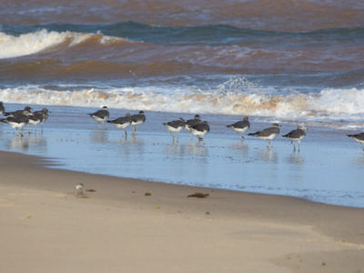 Pemba Island Endemics Birding Tour