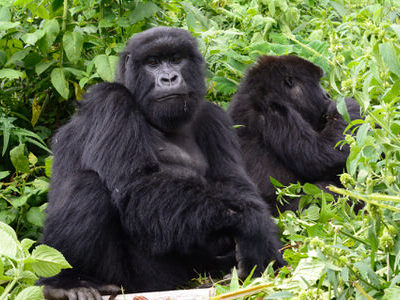 Uganda Gorilla Trekking Tour 