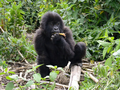 Uganda Gorilla Trekking Tour