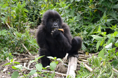 Uganda Gorilla Trekking Tour 