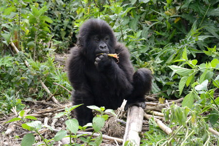 Uganda Gorilla Trekking Tour
