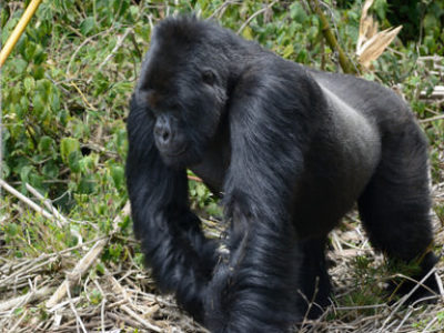 Uganda Gorilla Trekking Tour