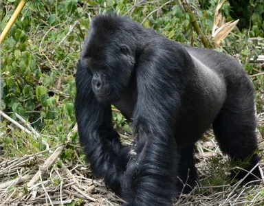 Uganda Gorilla Trekking Tour