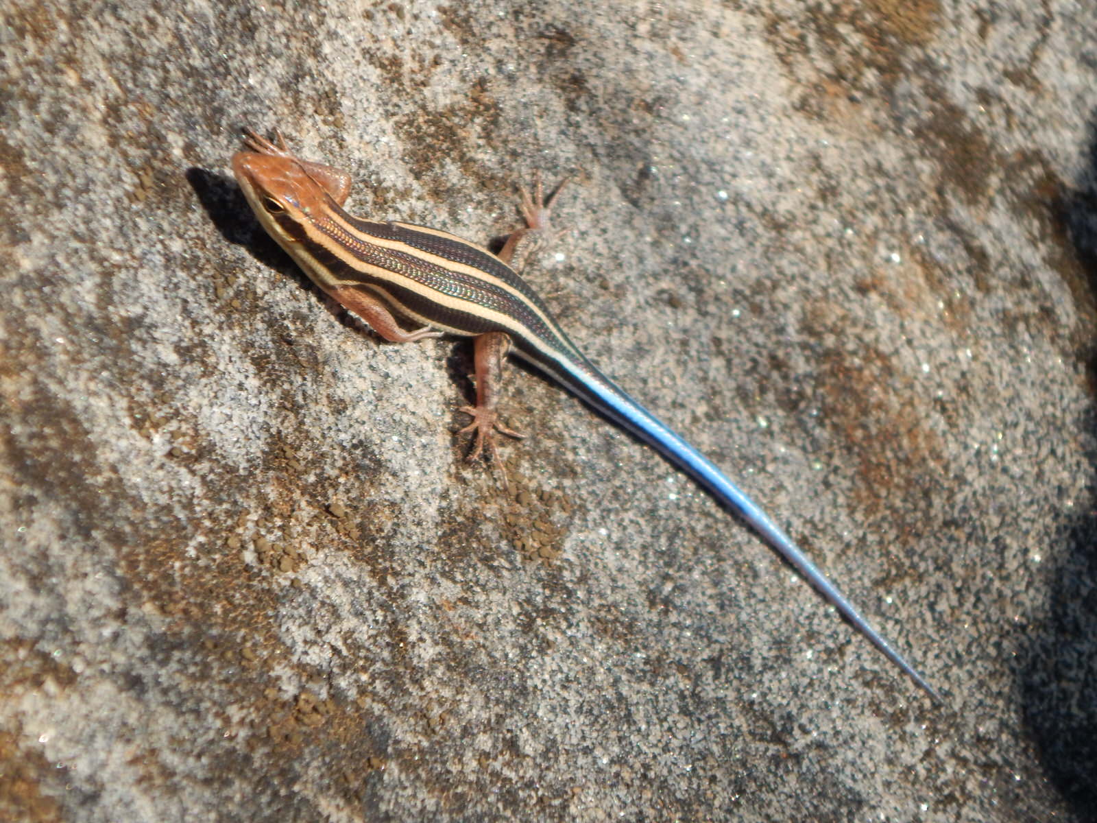Kenya Herpetology Tour