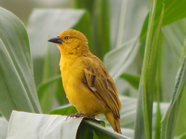 PARADISE LOST BIRDING TOUR