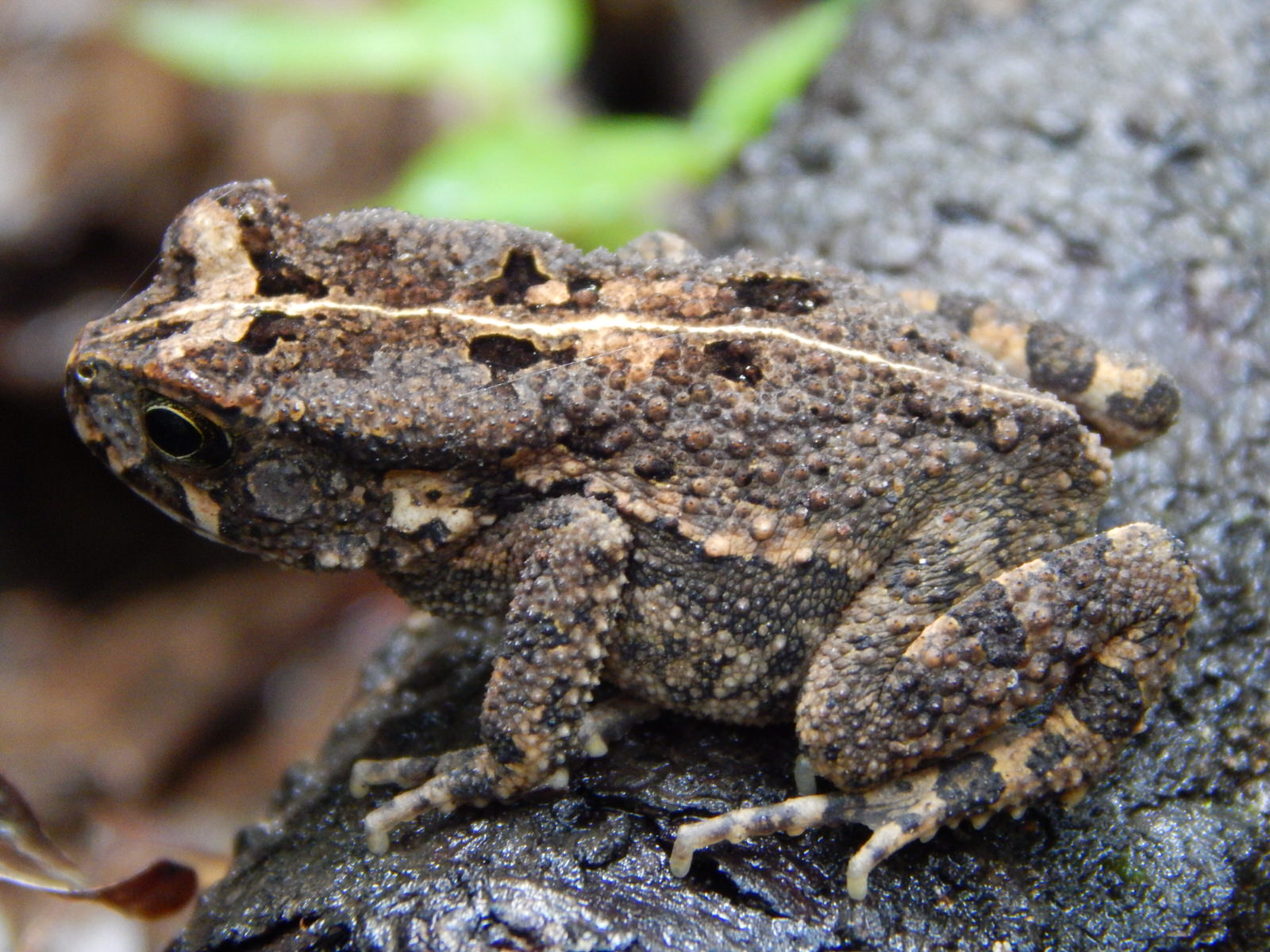 Kenya Herpetology Safari Tour