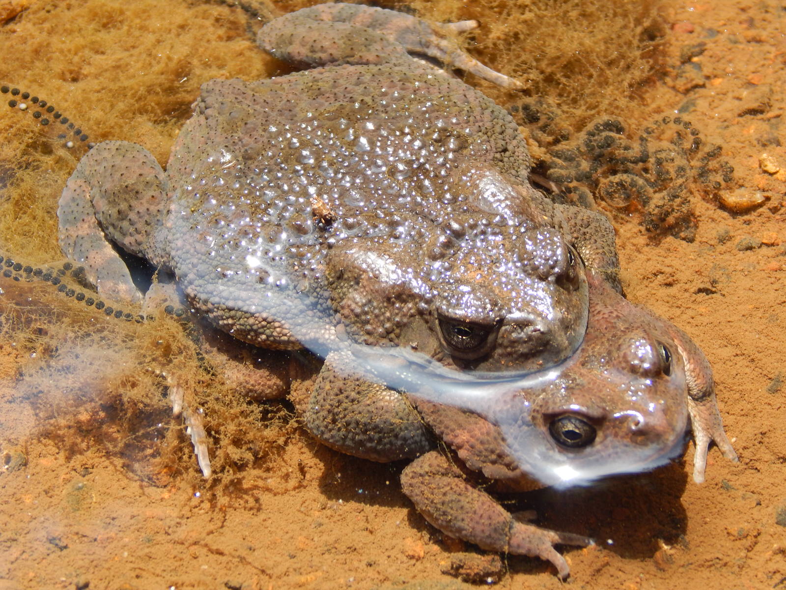 Kenya Herpetology Safari Tour