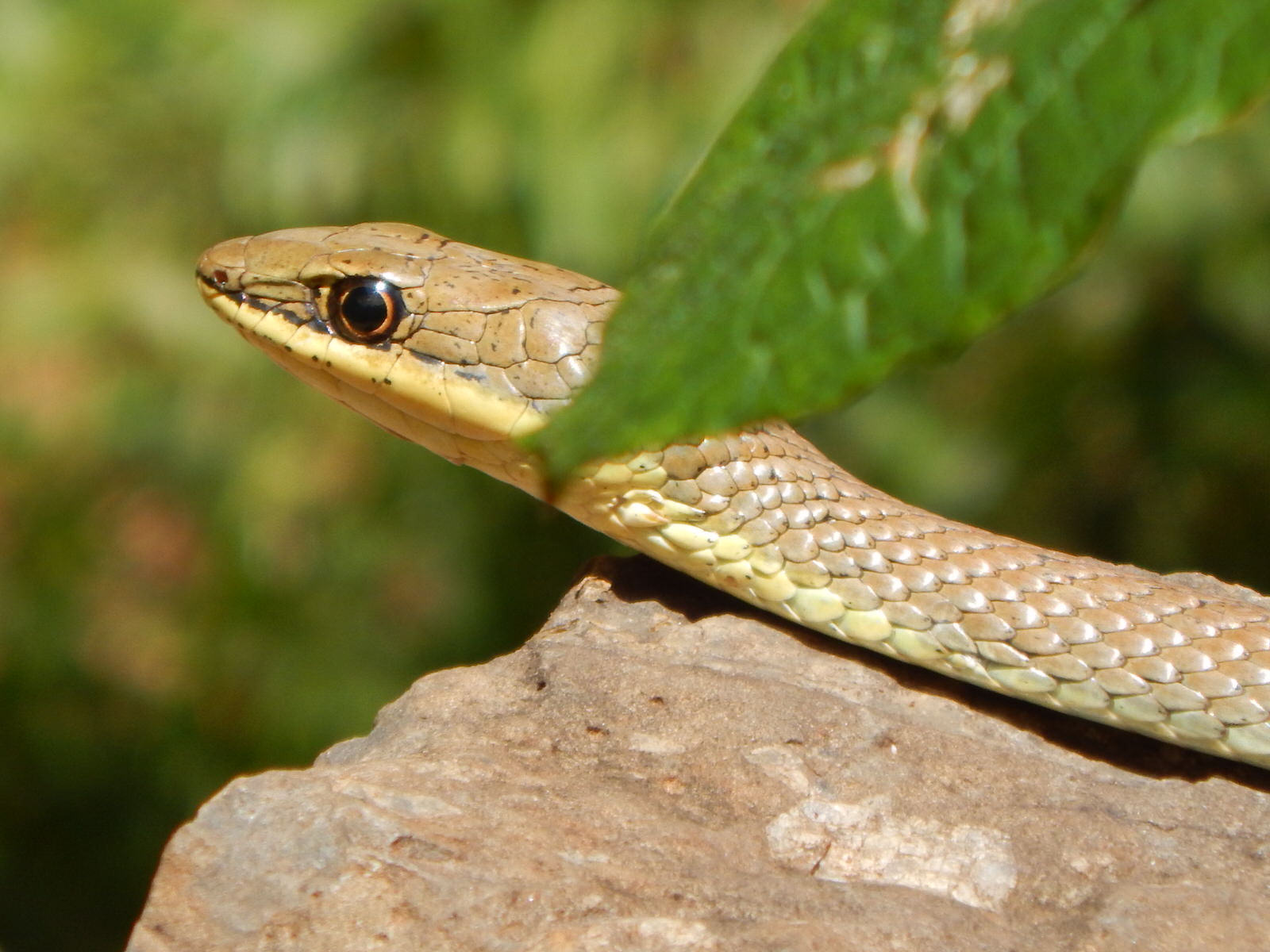 Kenya Herpetology Safari Tour