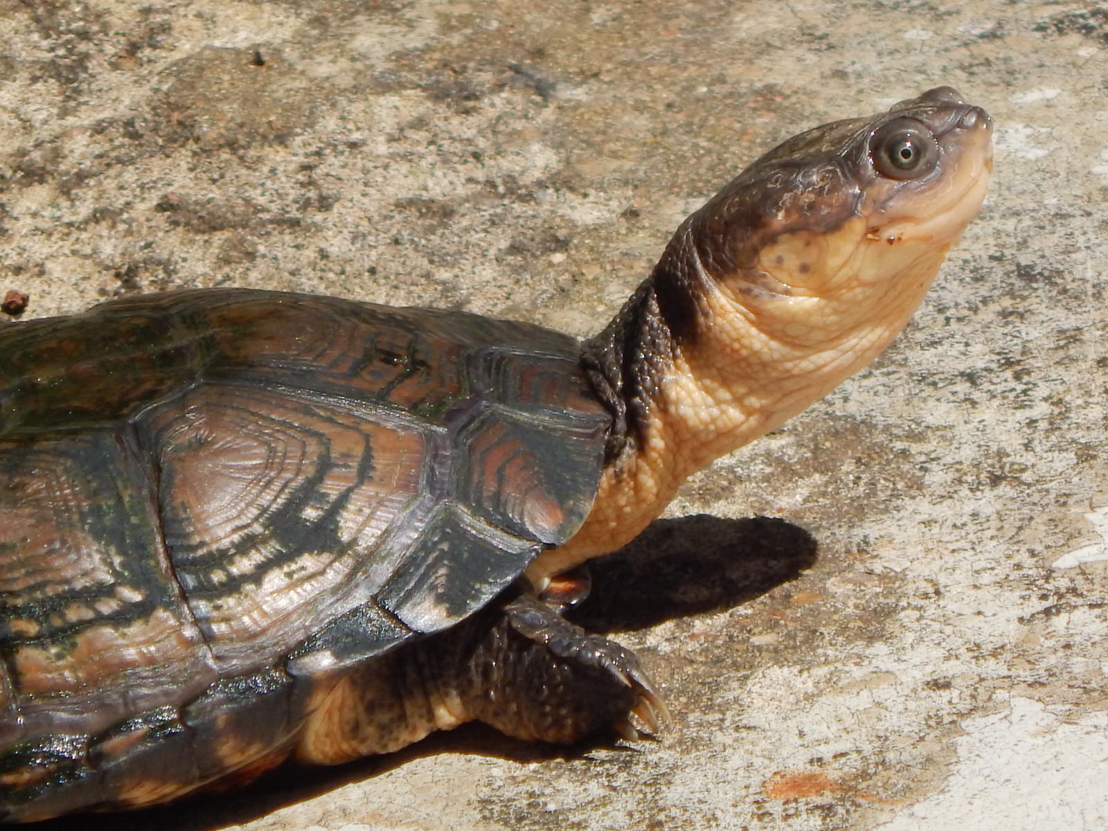 Kenya Herpetology Safari Tour