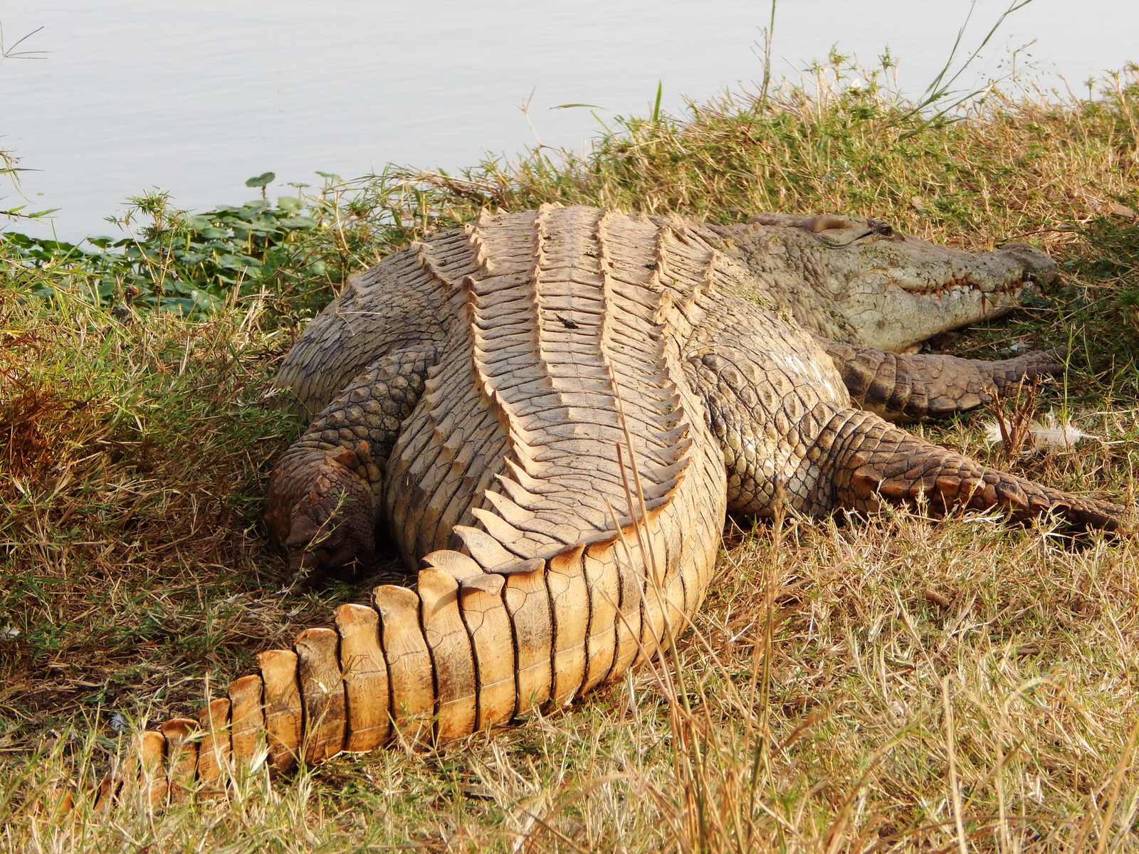 Kenya Herpetology Safari Tour