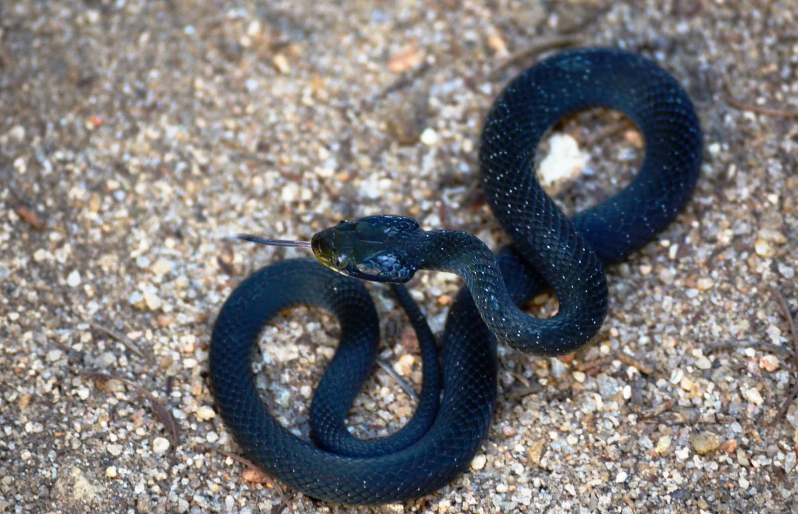 Kenya Herpetology Safari Tour