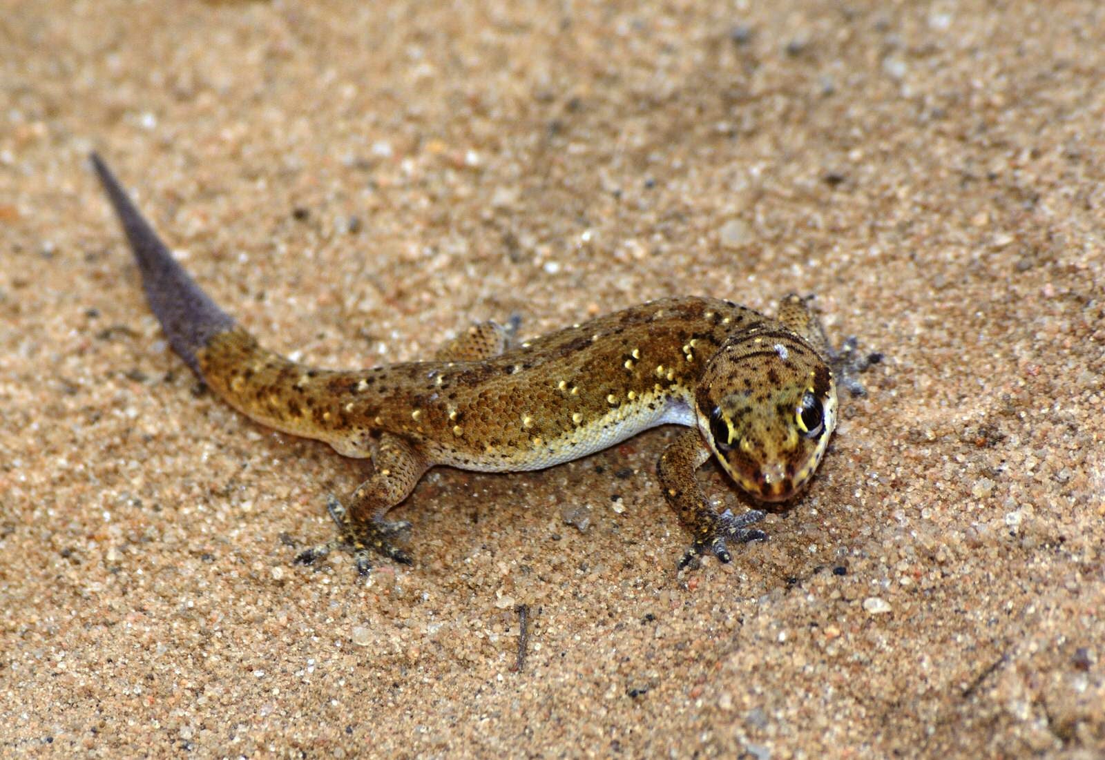 Kenya Herpetology Safari Tour