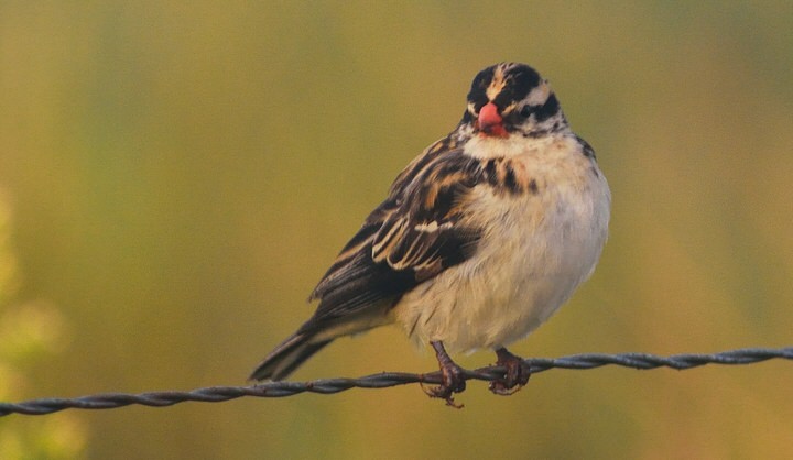 PARADISE LOST BIRDING TOUR