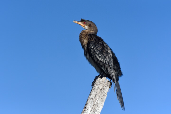 Uganda Birding Tour