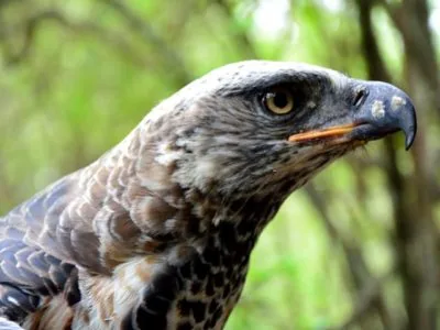 Rwanda Birding Tour