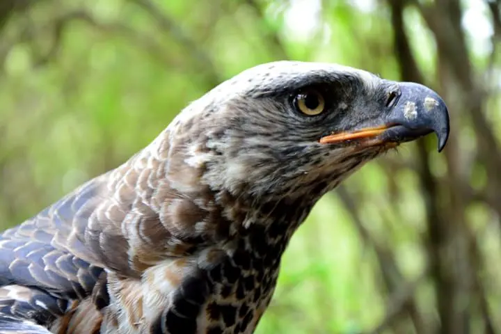 Rwanda Birding Tour