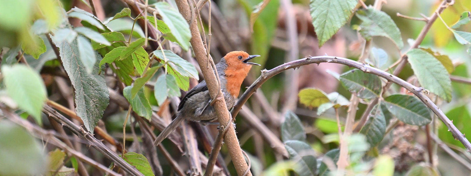 Southern Tanzania Birding Tour