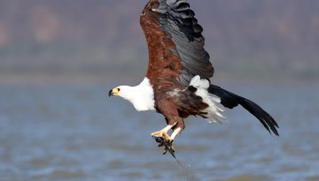 Uganda Birds Photography Safari