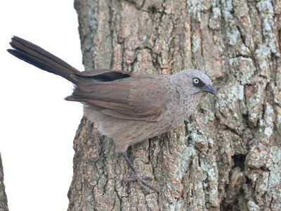 Kenya Endemics Birding Tour