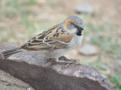 Kenya Endemics Birding Tour