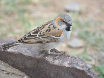 Kenya Endemics Birding Tour