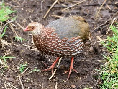 Kenya Endemics Birding Tour